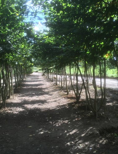 Boomkwekerij John de Lepper Hulsel afbeelding 3