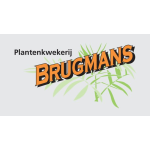 Plantenkwekerij Brugmans Bergeijk logo