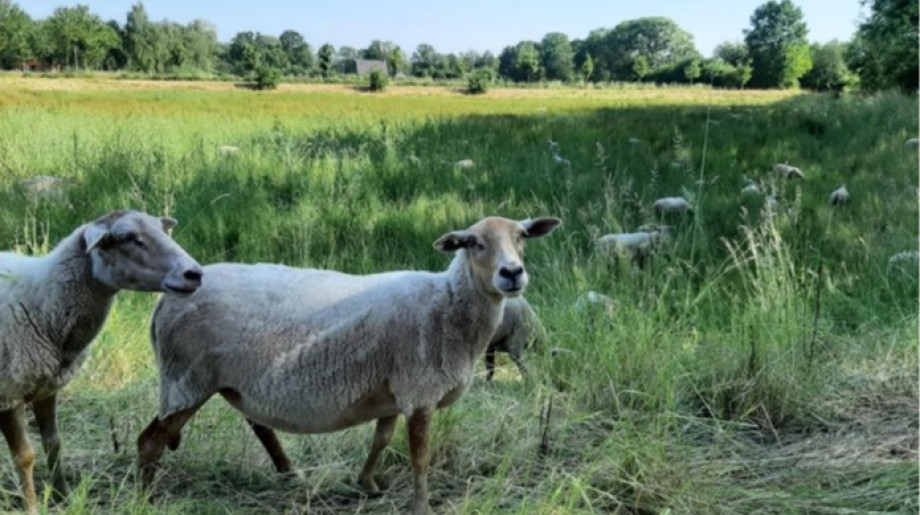 Gemeente Bladel Bladel afbeelding 2