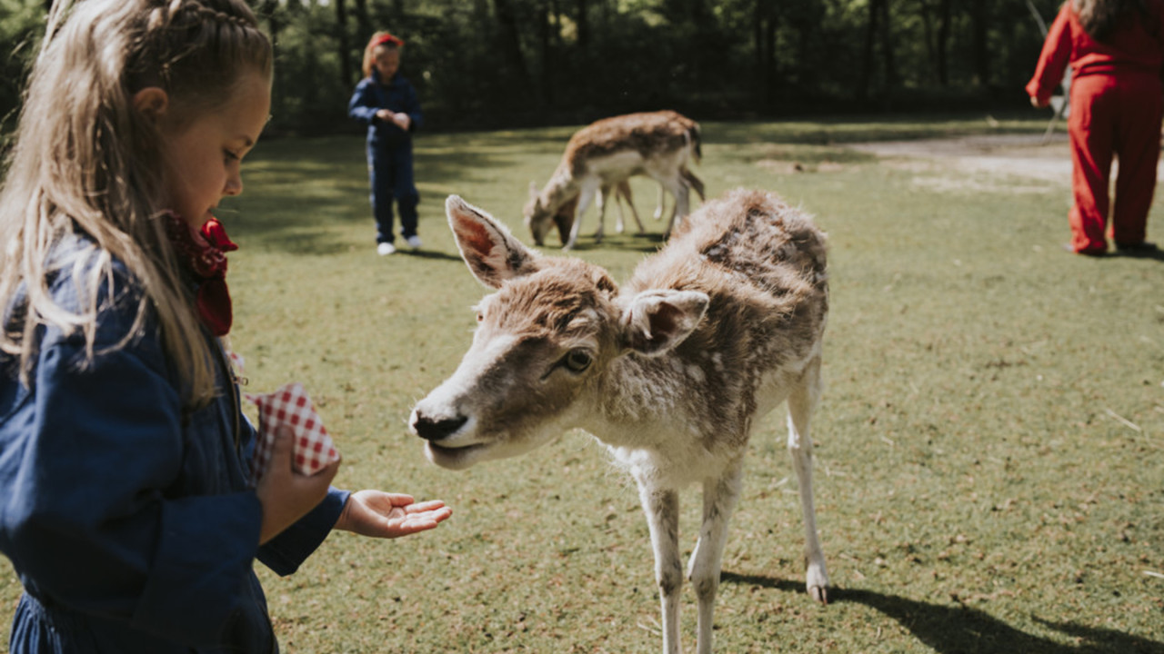 Vakantiepark Dierenbos Vinkel afbeelding 6