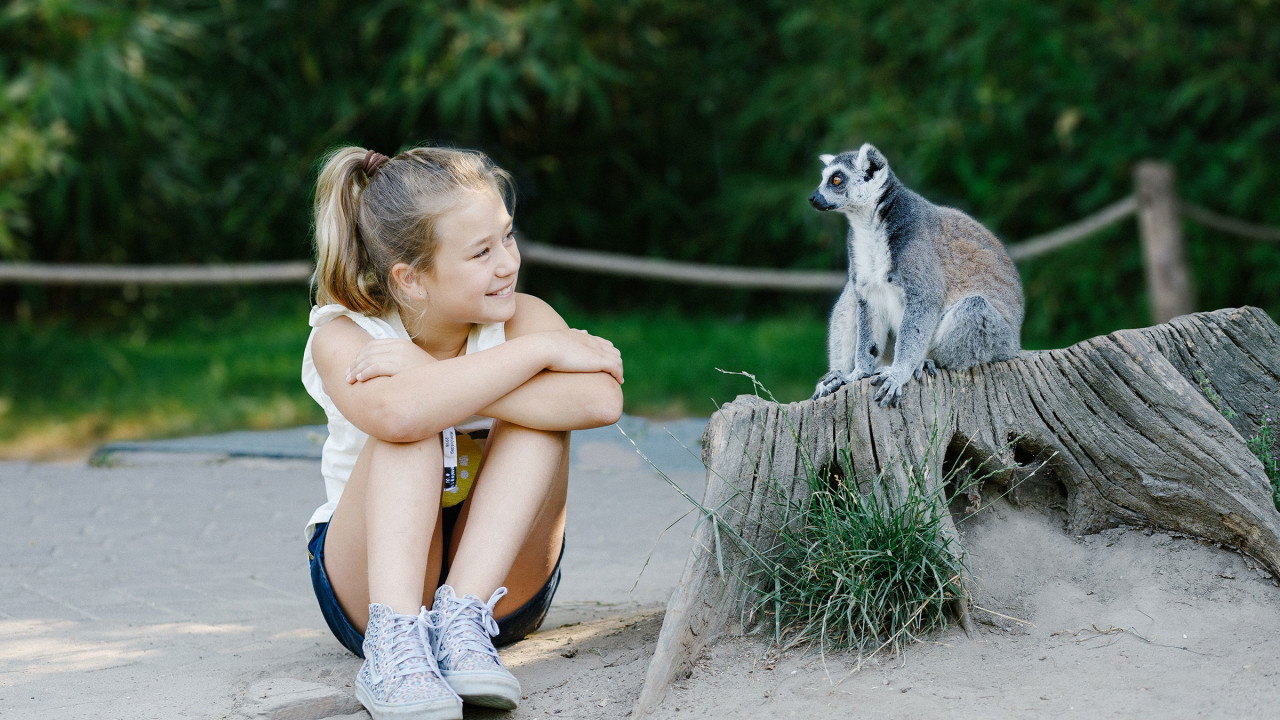 Eindhoven Zoo Mierlo afbeelding 6