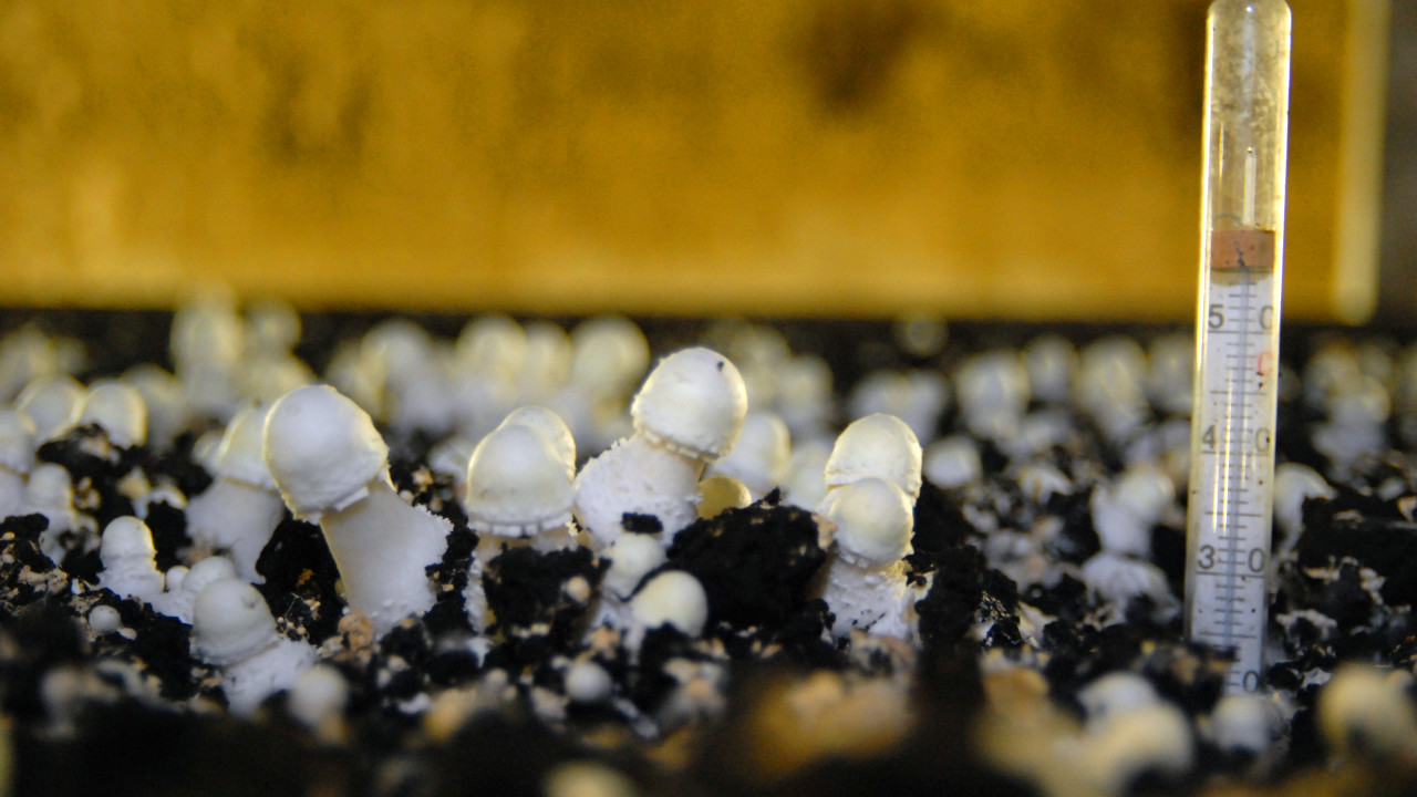 Unique Paddenstoelen BV Riethoven afbeelding 1