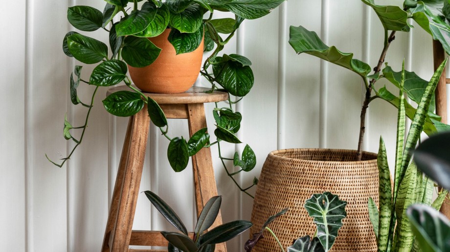 Tuincentrum Coppelmans Helmond  Helmond afbeelding 4