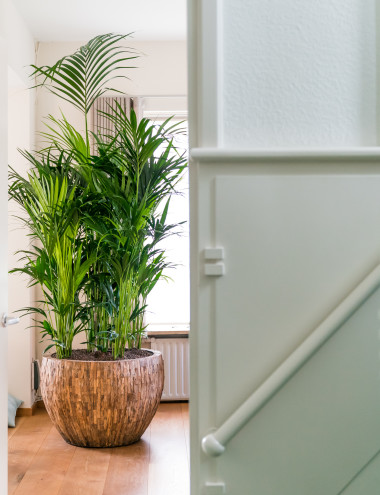 Interieurbeplanting De Klerk B.V. VELDHOVEN afbeelding 5