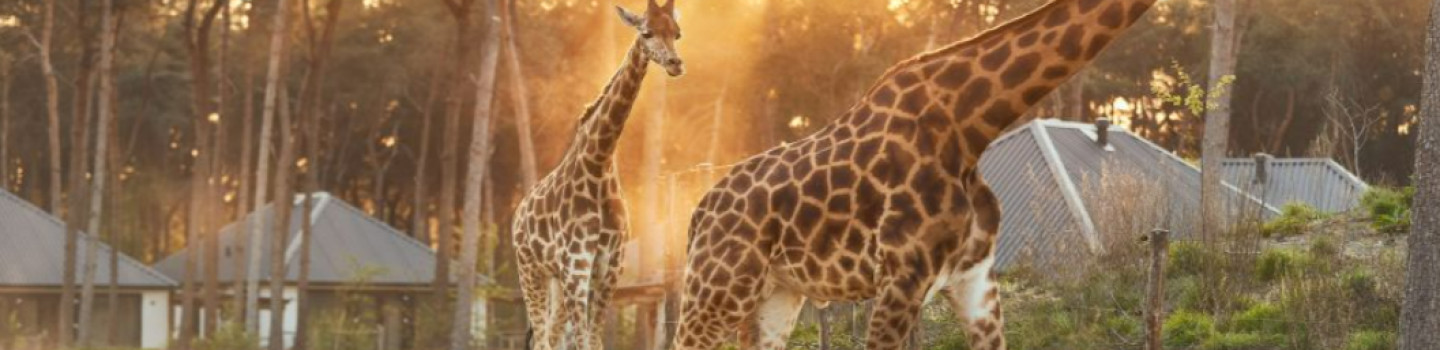 Medewerker Gastenservice – Safaripark en Speelland