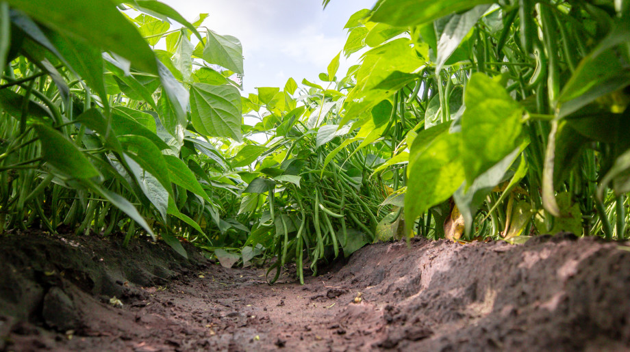 vanRijsingengreen B.V. HELMOND afbeelding 2