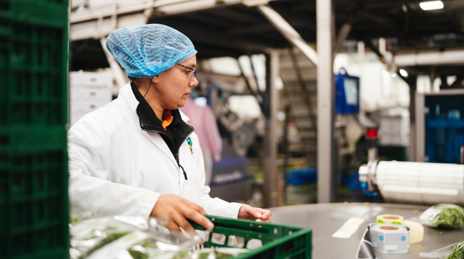 Groentekwekerij Van den Einden B.V. LIEROP afbeelding 2