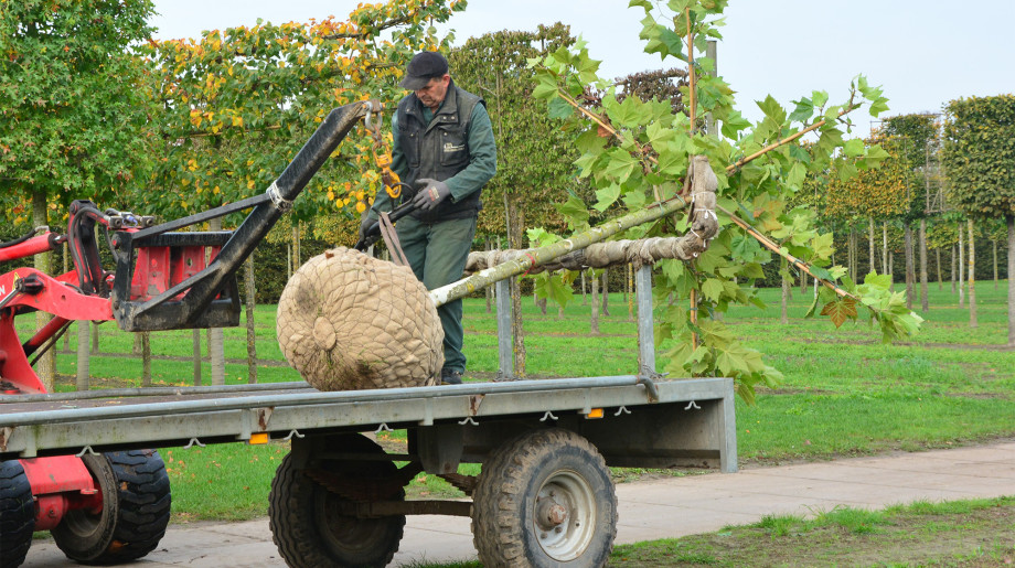 Boomkwekerij Johan van Overbeek OIRSCHOT afbeelding 4