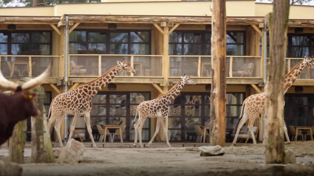 Safari Hotel Beekse Bergen Hilvarenbeek afbeelding 1