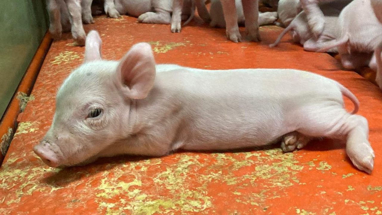 Jansen Hulsel  afbeelding 1