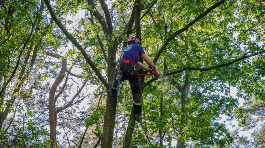 Claassen Boomverzorging en Advies V.O.F. Eersel afbeelding 2