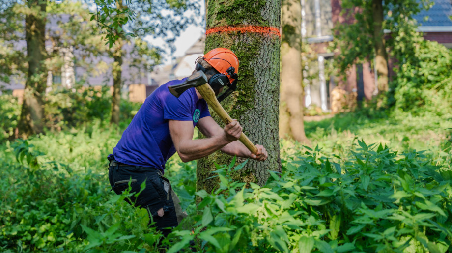 Claassen Boomverzorging en Advies V.O.F. Eersel afbeelding 4