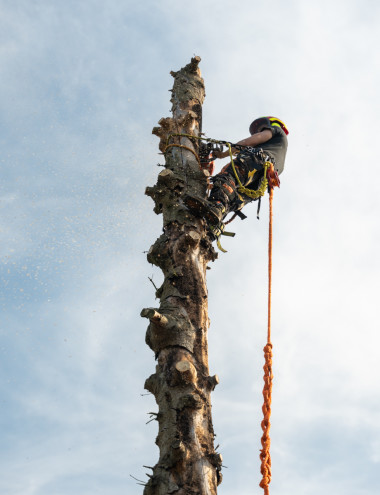 Slaats Boomverzorging B.V. Eindhoven afbeelding 3