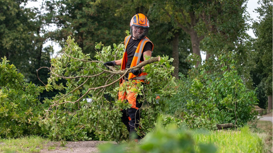 Slaats Boomverzorging B.V. Eindhoven afbeelding 2