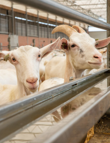 Nutrivice Consultancy B.V. Veldhoven afbeelding 3