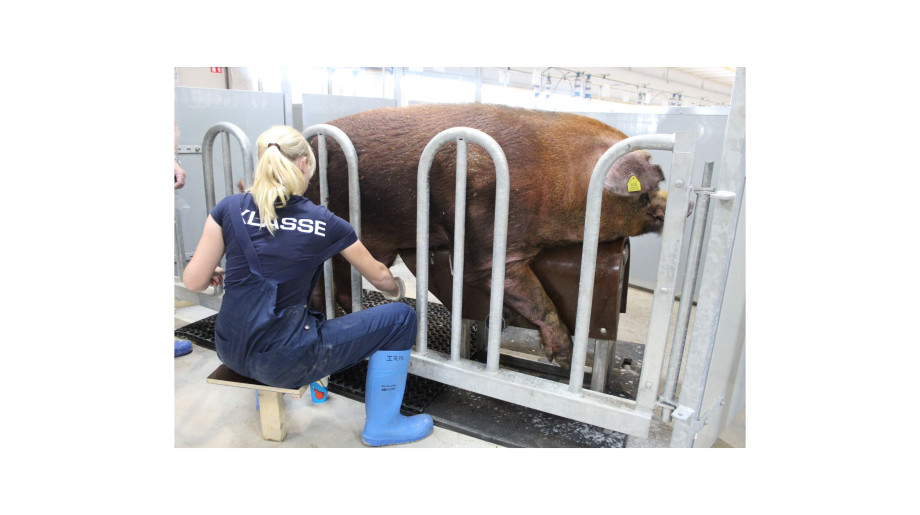 DanBred B.V. Son en breugel afbeelding 2 DanBred B.V. Son en breugel afbeelding 2