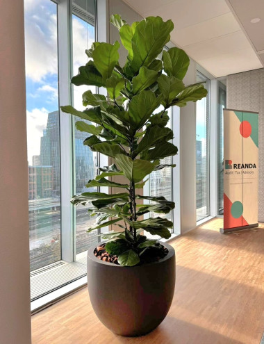 Bloei Interieurbeplanting Eindhoven afbeelding 3 Bloei Interieurbeplanting Eindhoven afbeelding 3