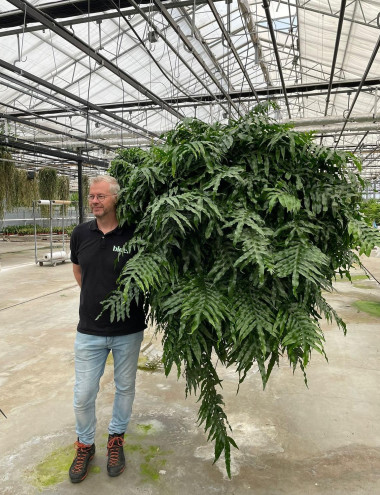 Bloei Interieurbeplanting Eindhoven afbeelding 5 Bloei Interieurbeplanting Eindhoven afbeelding 5