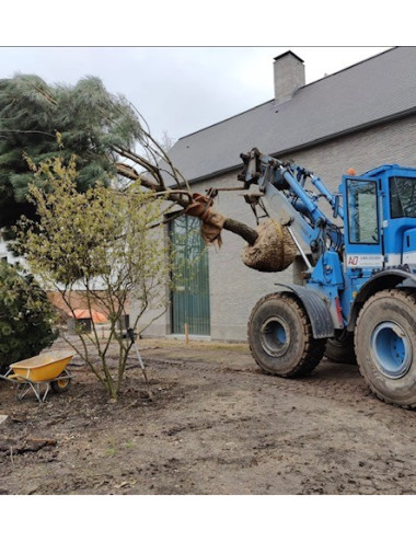 Van Iersel Tuinen Oirschot afbeelding 5