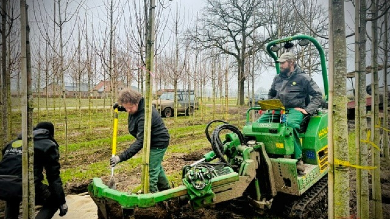 Boomkwekerij De Hilver Hilvarenbeek afbeelding 6