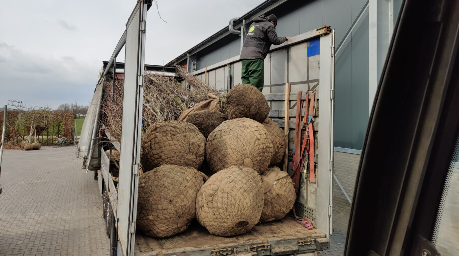Boomkwekerij De Hilver Hilvarenbeek afbeelding 2