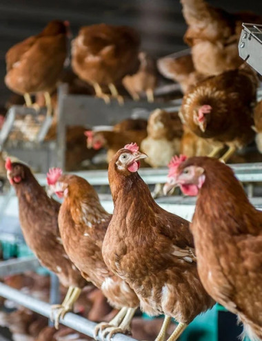 Vencomatic Group Eersel afbeelding 5