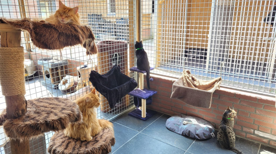 Honden- en kattenpension Boslucht Eersel afbeelding 2