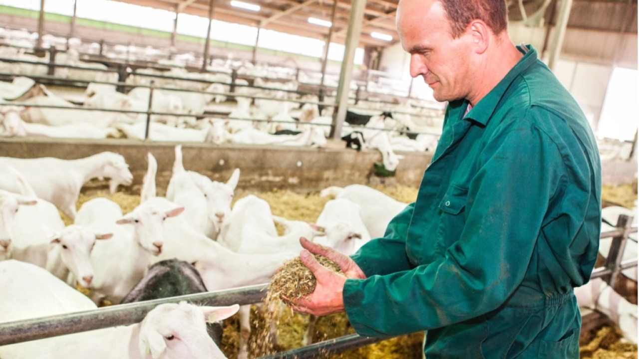 Amalthea BV Rijen afbeelding 6