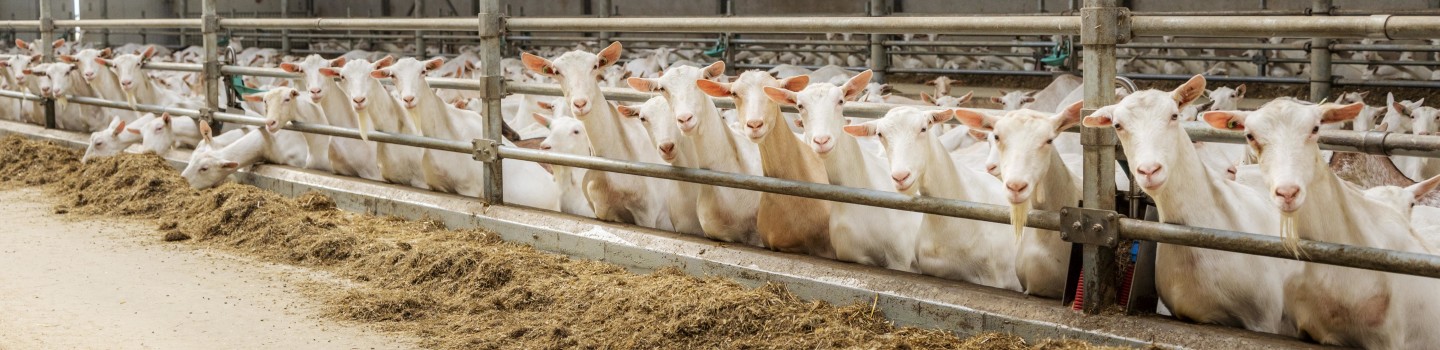 Specialist Geitenhouderij 